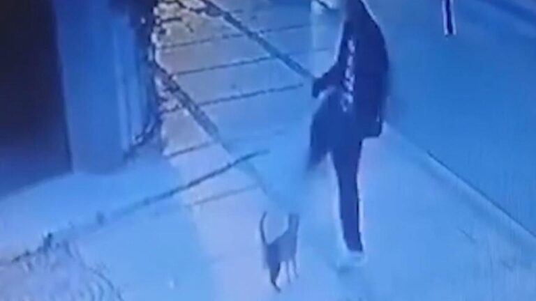 İstanbul'da kediye tekme atan kişi yakalandı